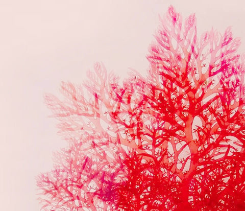 Red algae