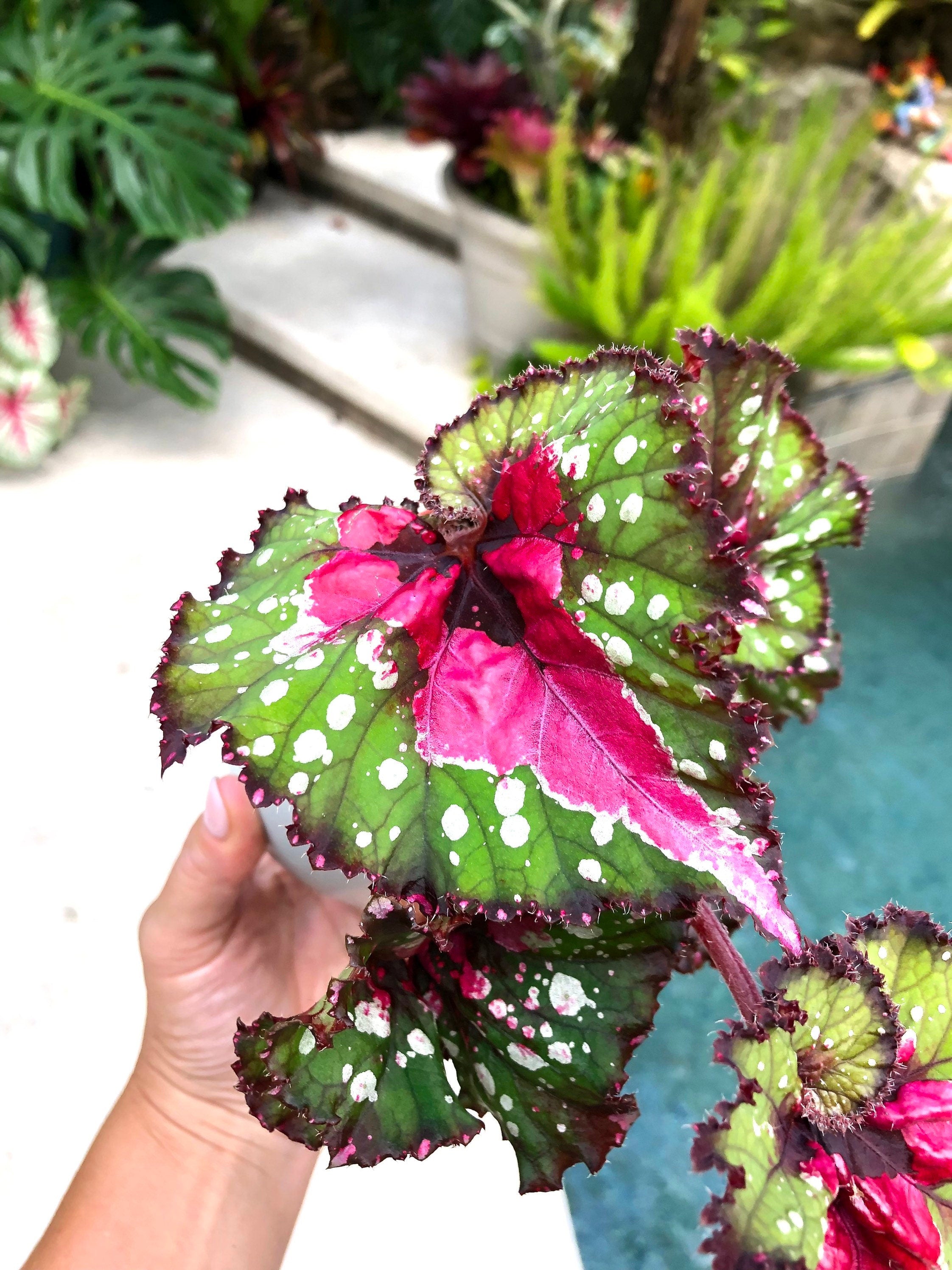 RARE Rex Begonia Harmony's 'Tongue Twister' pink Variegated Live House -  Tropify