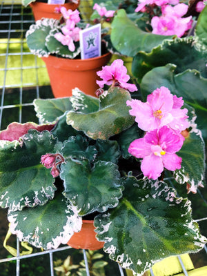 Live house plant pink bloom variegated African Violet 'Wrangler's Dixi -  Tropify