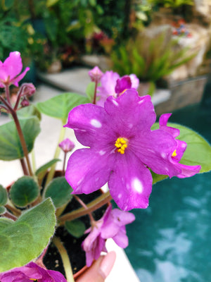 Live house plant variegated bloom African Violet Hunters Pew Pew garde -  Tropify