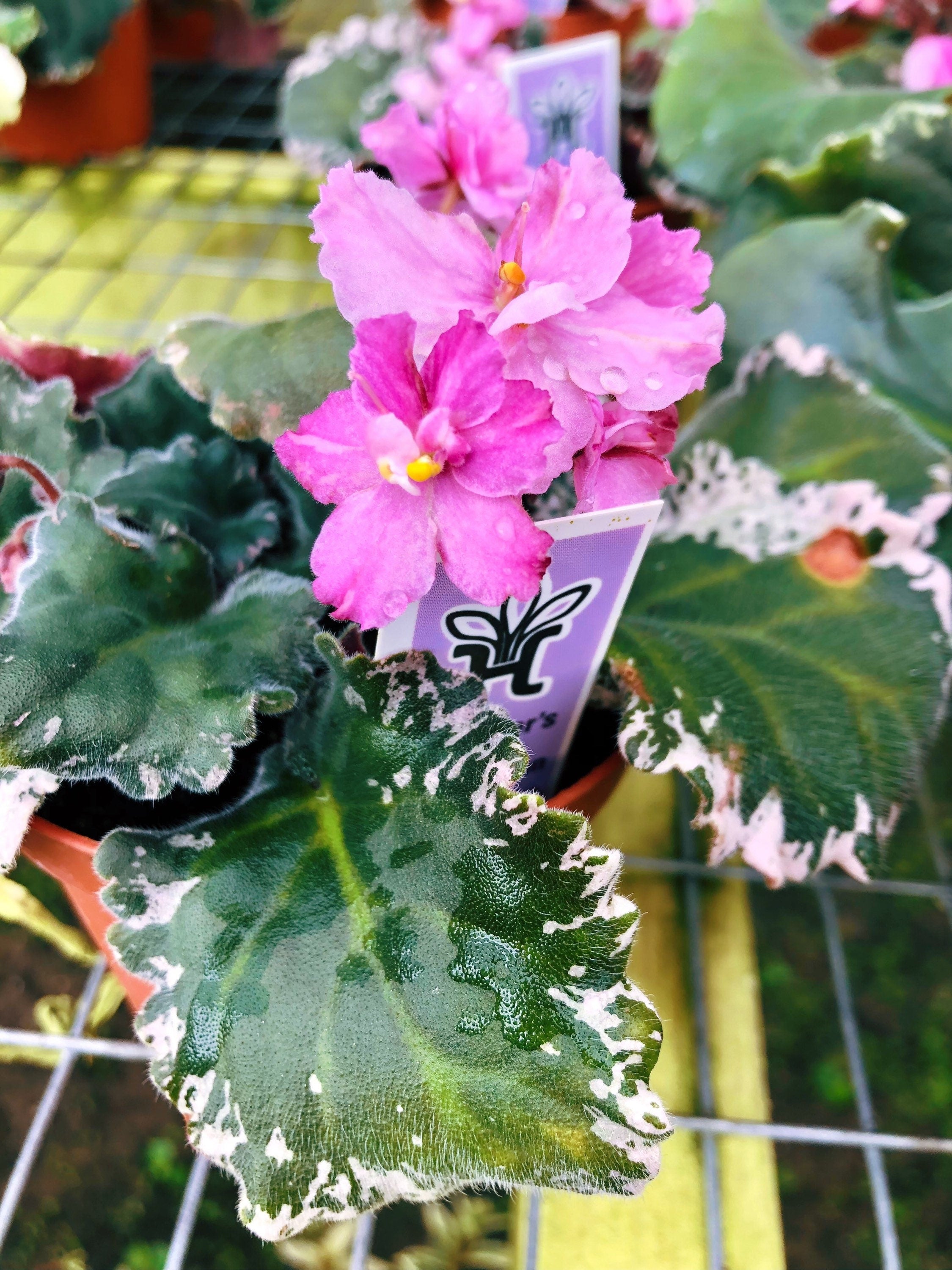 Live house plant pink bloom variegated African Violet 'Wrangler's Dixi -  Tropify