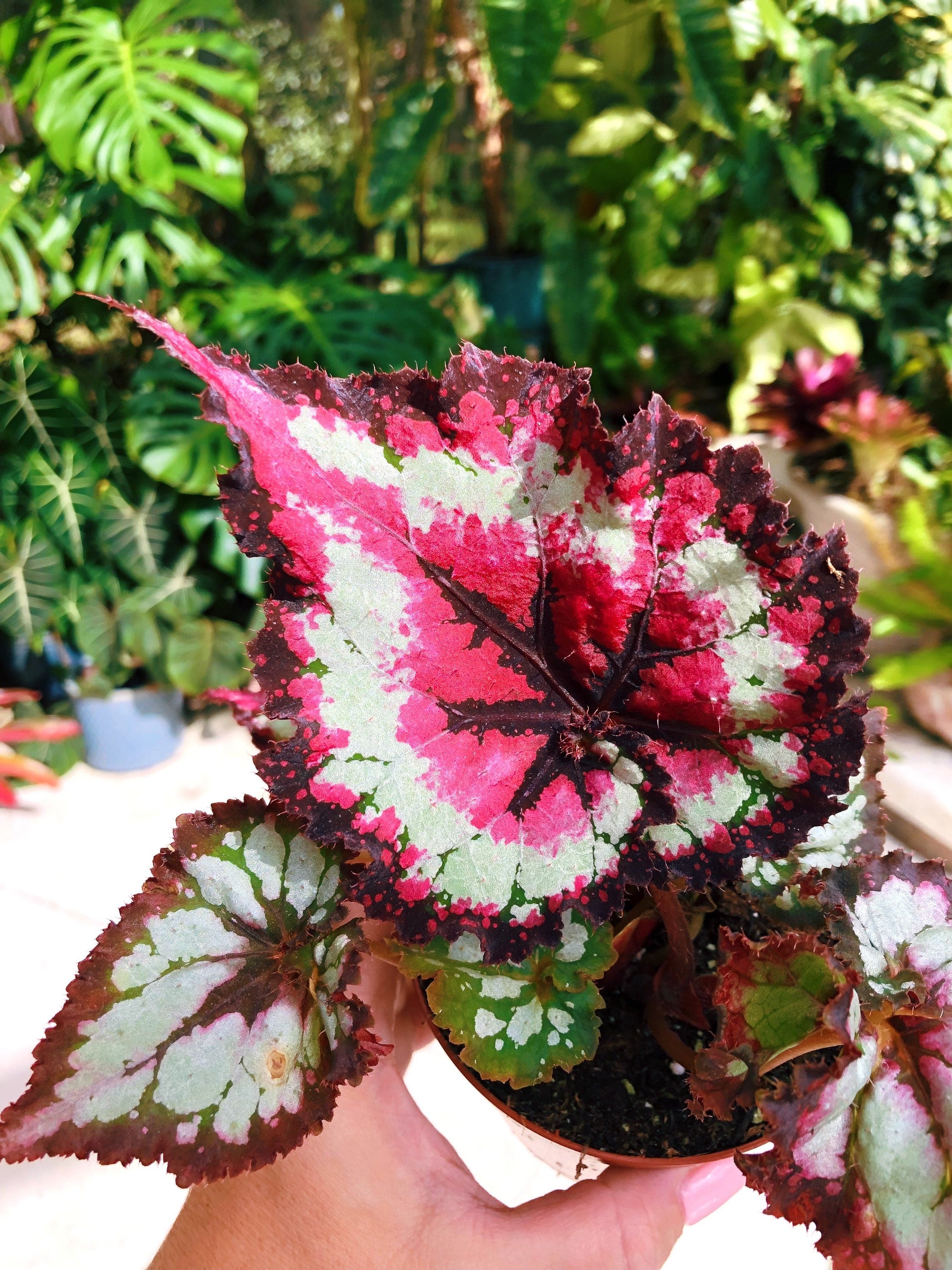 Rex Begonia 'Harmony's Dance of Dragons' Escargot swirl curl Variegate -  Tropify