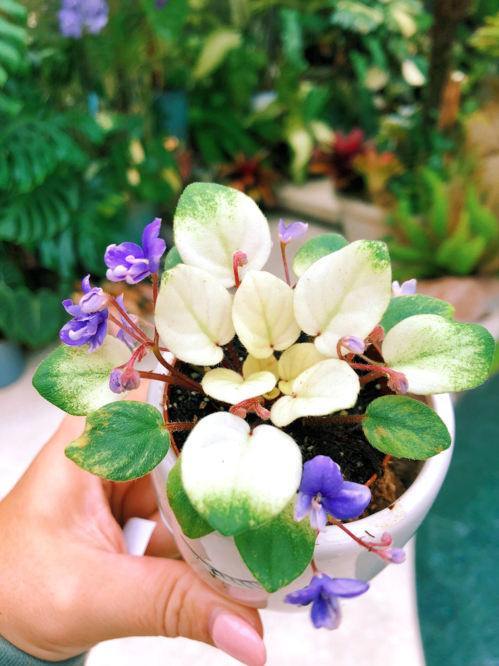 African Violets - Tropify