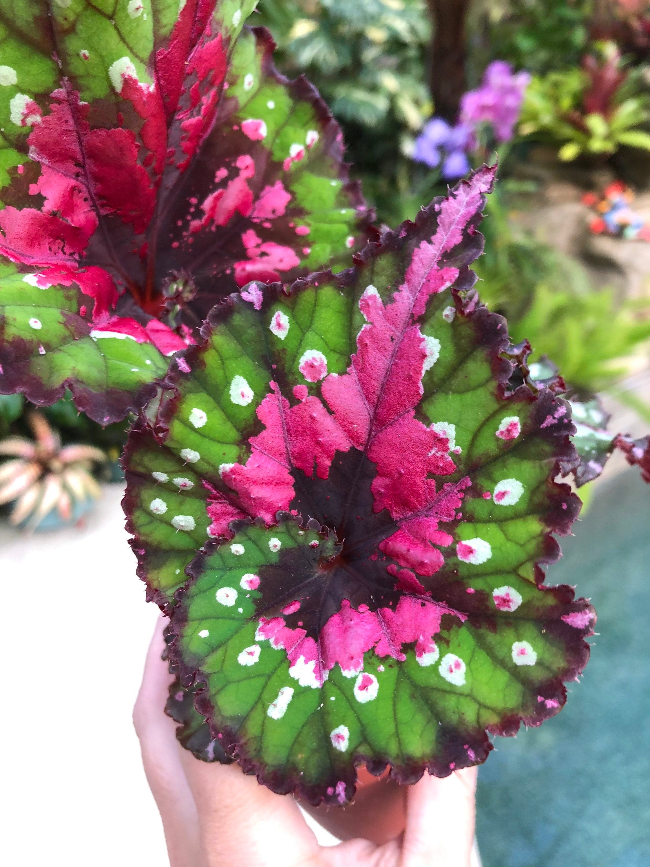 RARE Rex Begonia Harmony's 'Razzle Dazzle' pink polka dot Variegated L -  Tropify