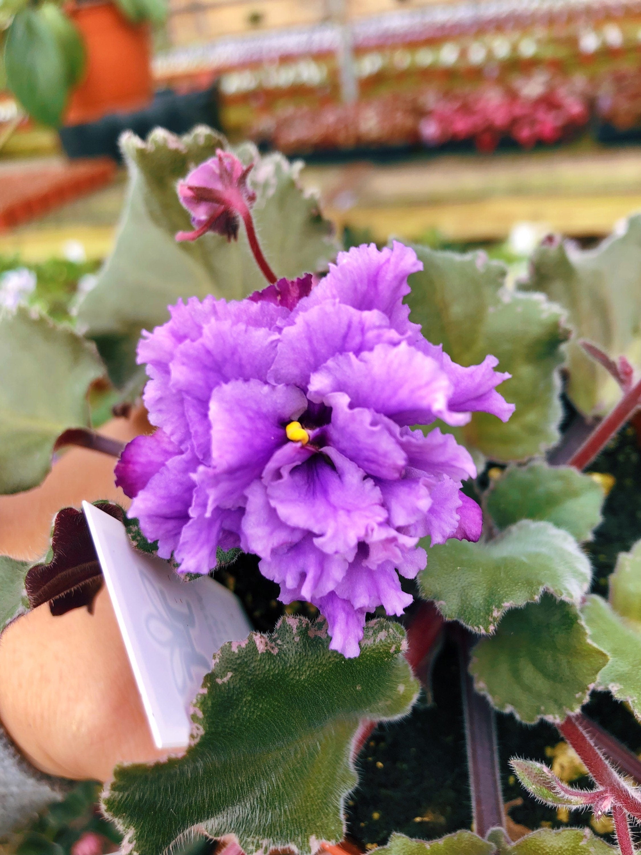 Total 35+ imagen african violet wrangler’s winter hawk