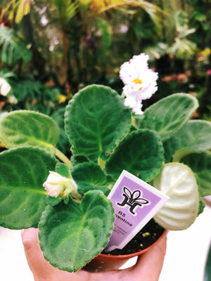 Live house plant white variegated Fantasy Edge African Violet Harmony' -  Tropify