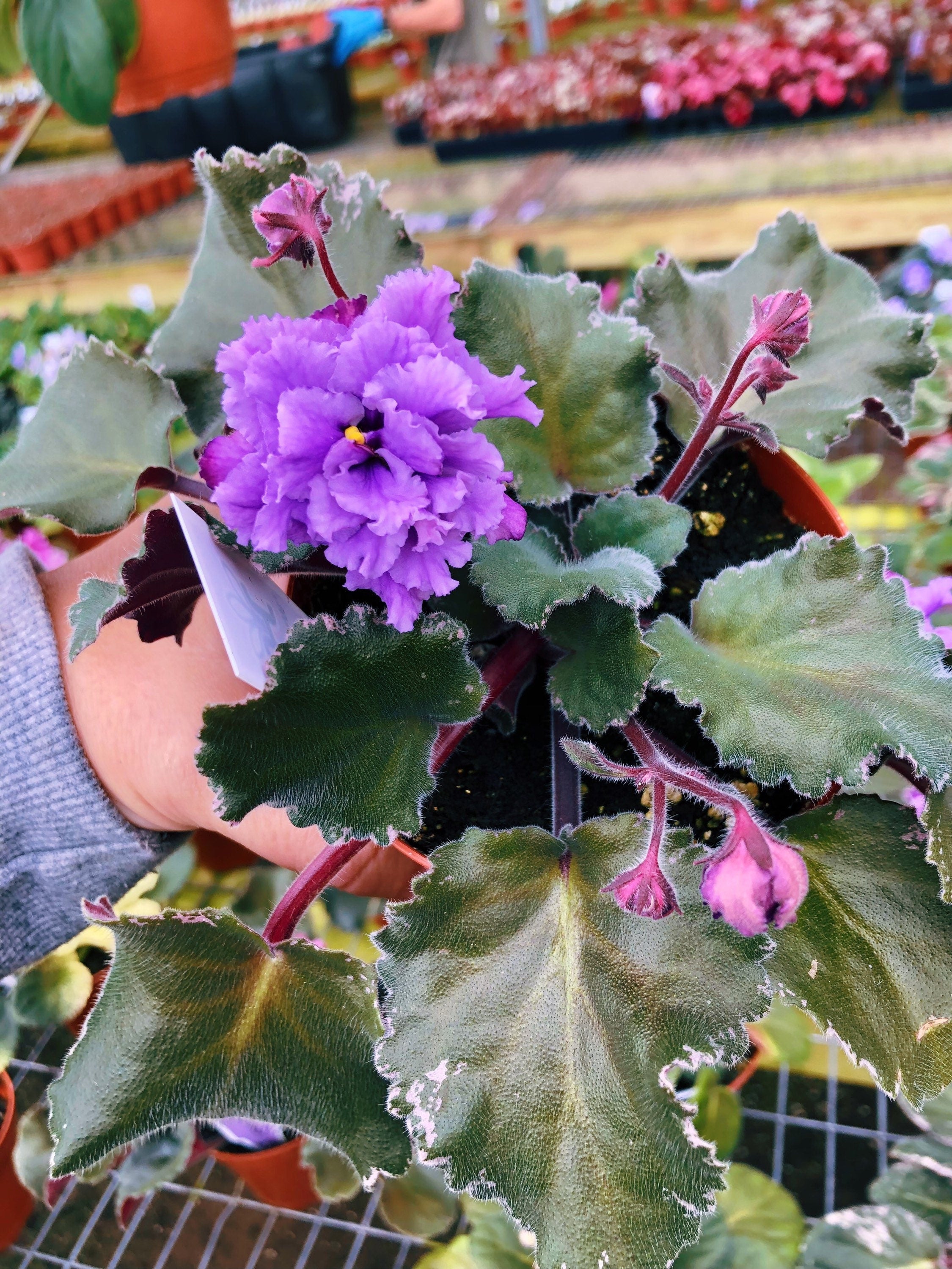 Live house plant bloom African Violet Harmony's 'Wrangler's Winter Haw -  Tropify