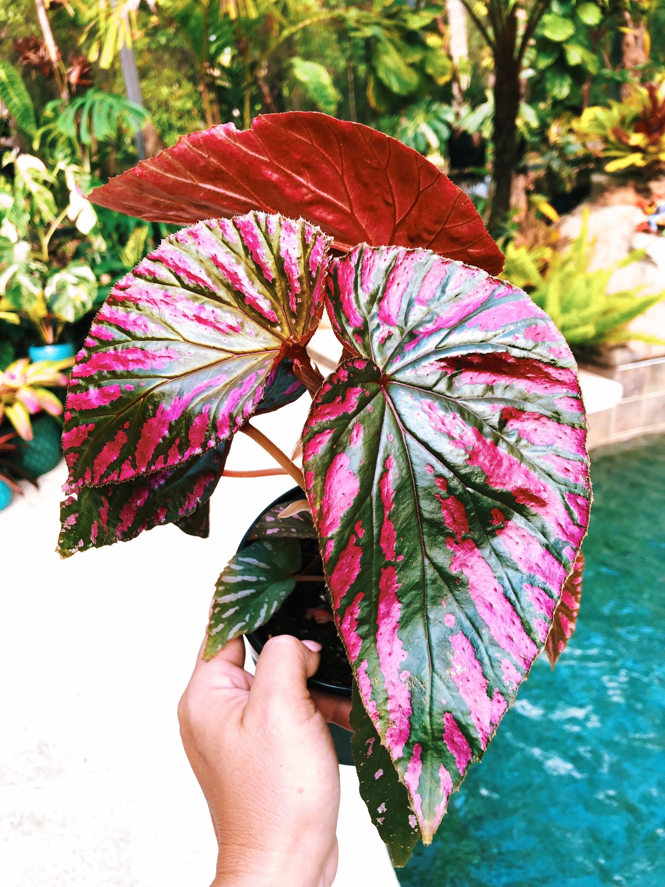 RARE Begonia Brevirimosa ssp Exotica hot Pink Angel Wing Live House Pl -  Tropify