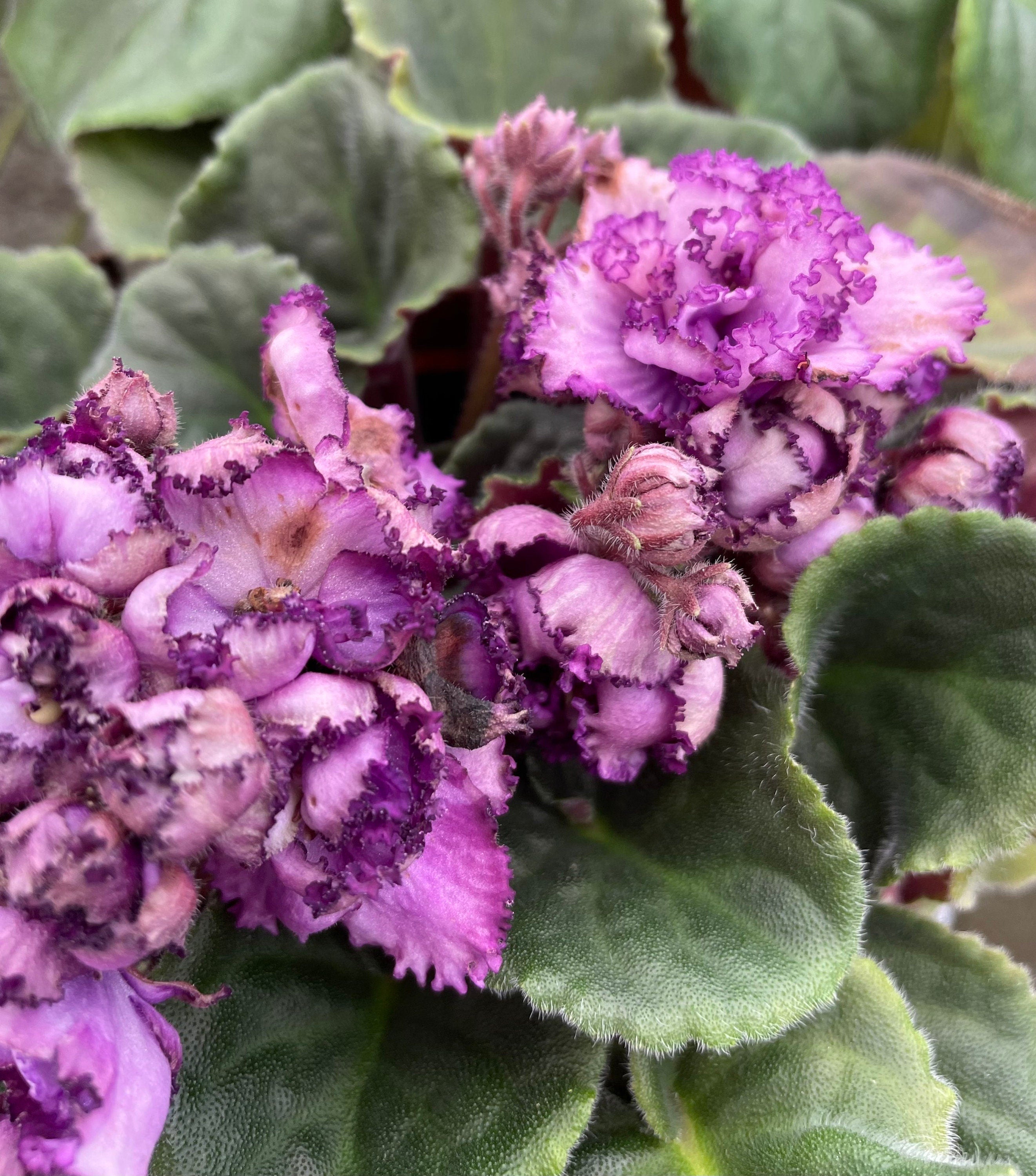 Live house plant variegated purple double frilled bloom African Violet -  Tropify