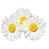 Three white Chamomile plants