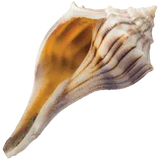 A shell