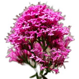 Bright pink Valerian plant