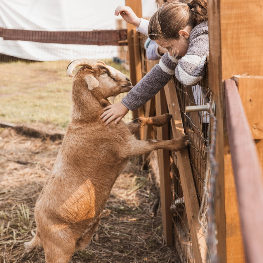 girl petting a goat