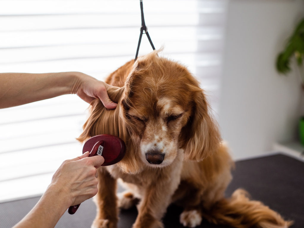 La limpieza es esencial para las mascotas en casa