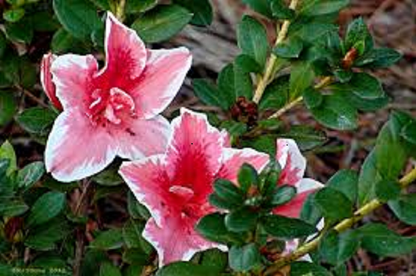 Azalea Mrs Kint – A4 Dibble Plants