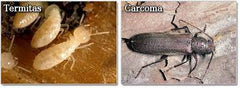 Difrencias entre carcoma y termita