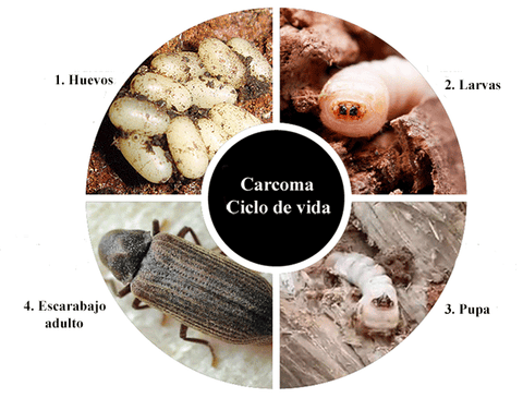 Ciclo de vida de la Carcoma