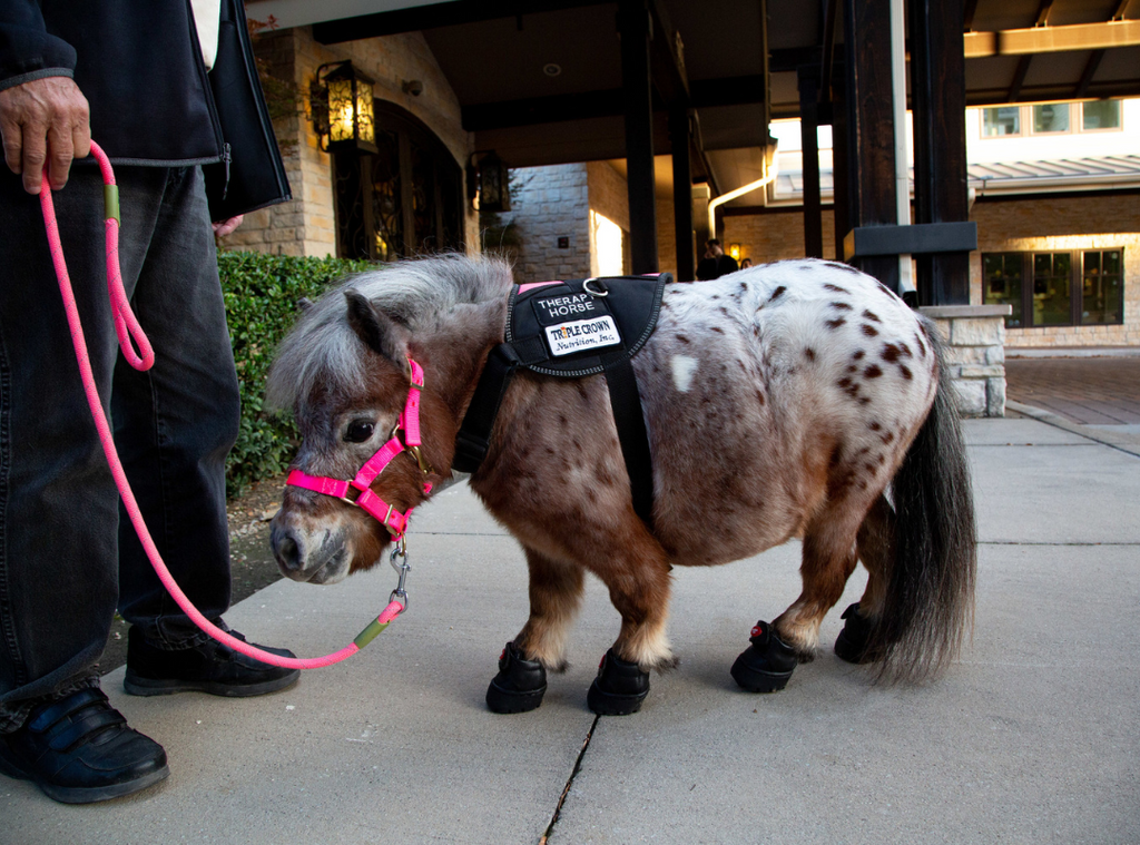 falabella horse therapy