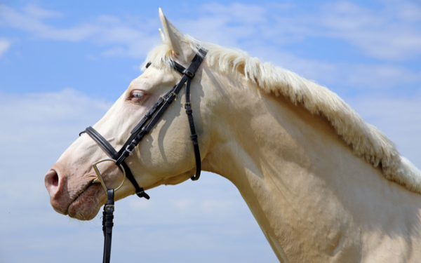 cremello-horse-photo