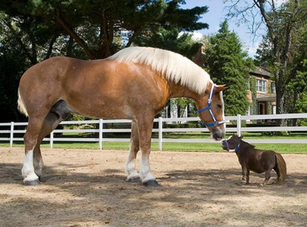 smallest horse breed vs largest