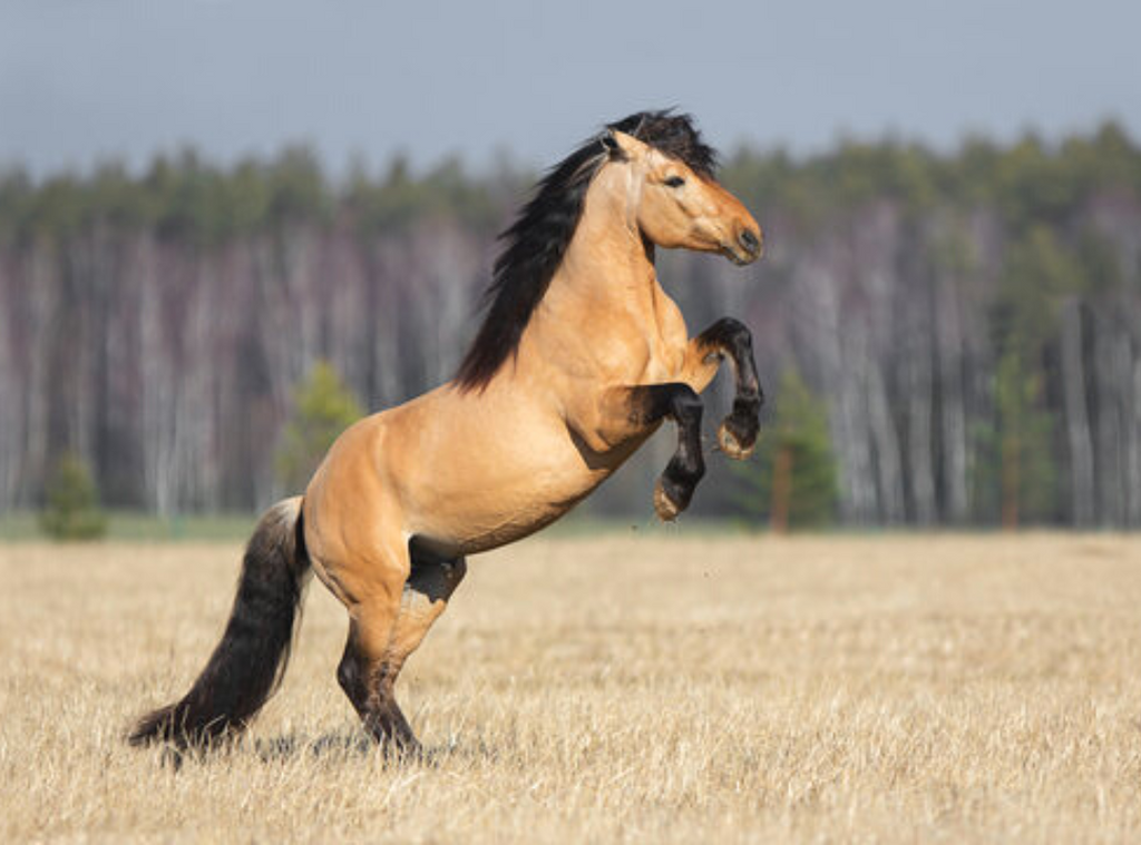 golden buckskin horse