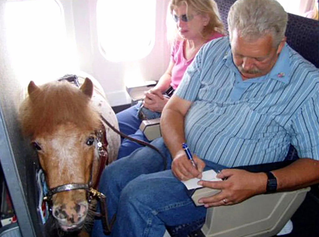 falabella horse on plane