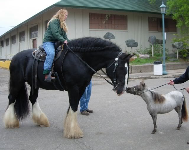 falabella and shire horse