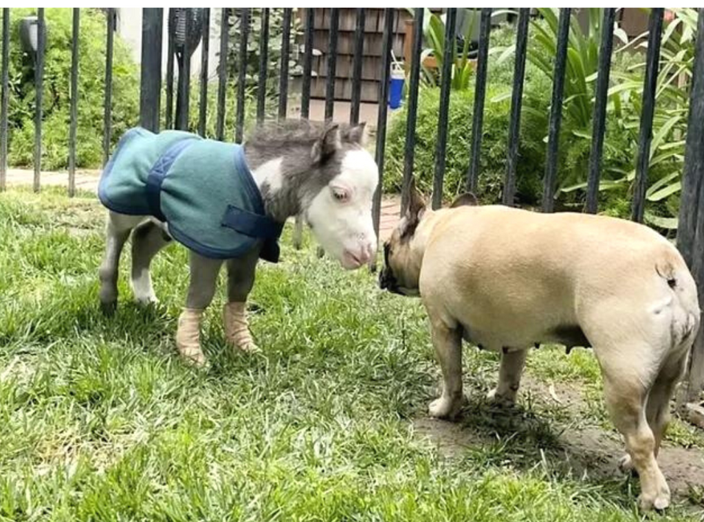 falabella horse with dog