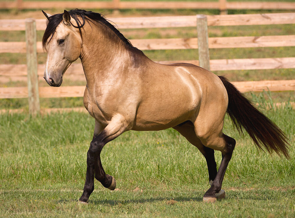 golden buckskin horse