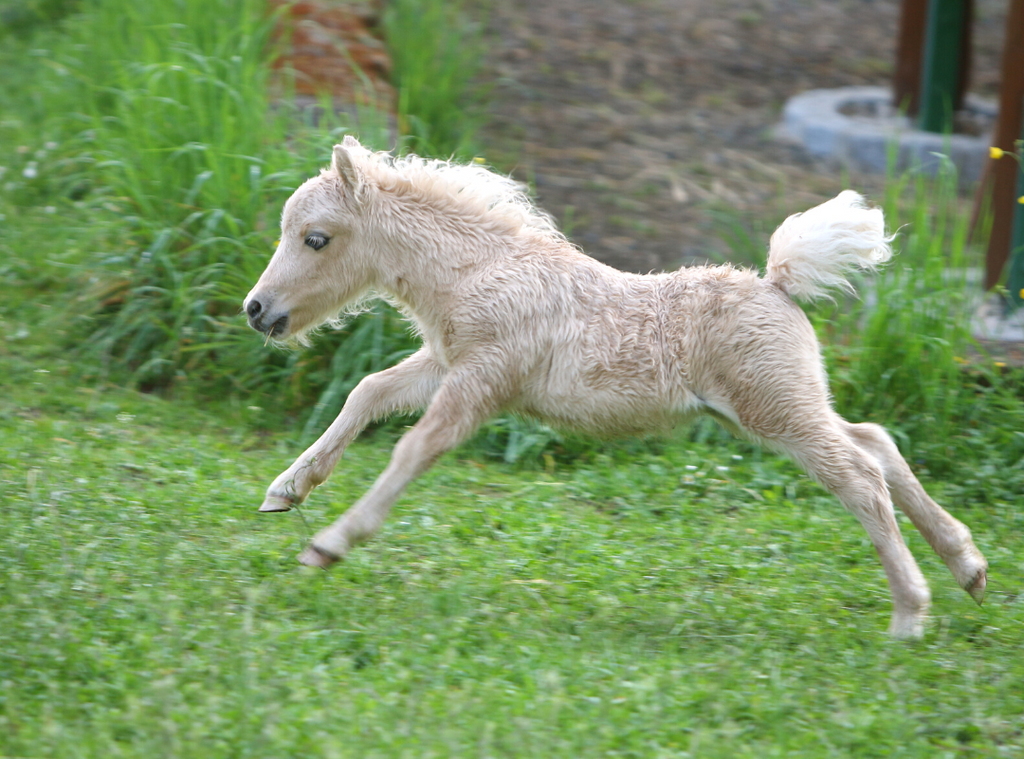 falabella horse foal