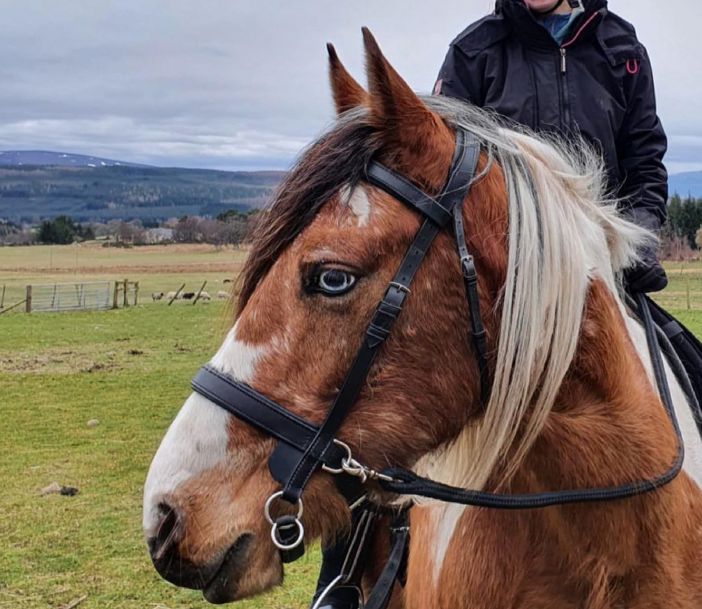 english-bitless-bridle