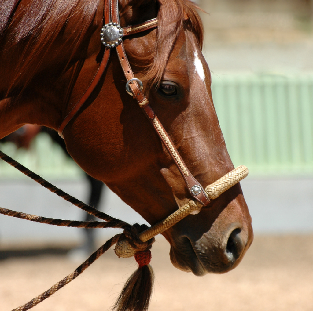 western bitless bridle