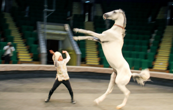 fastest-akhal-teke