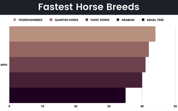 what-is-the-fastest-horse