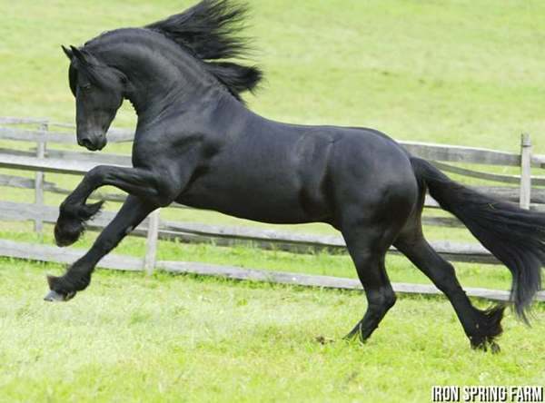 15 Best Horse Breed for Heavy Riders (Over 300lbs) - Saddles Now