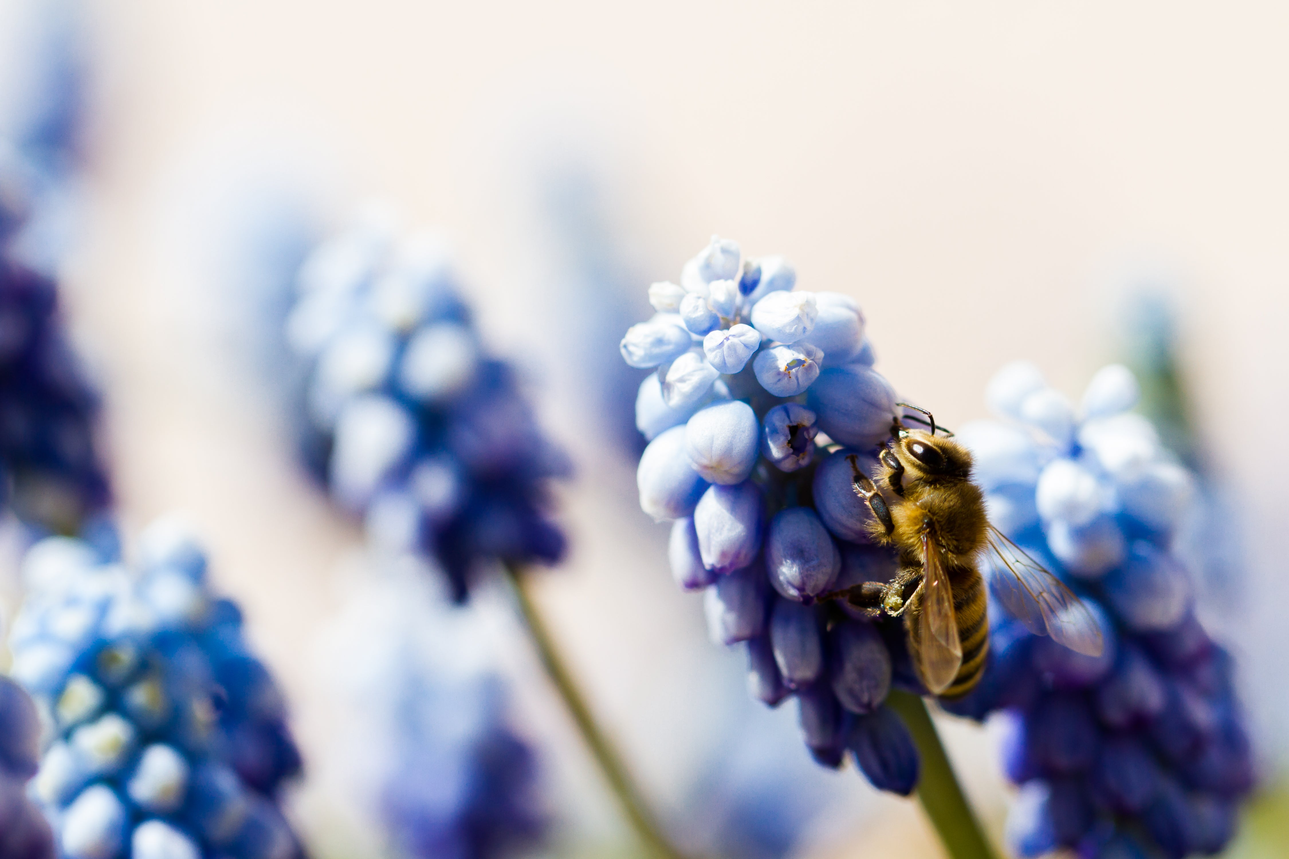 Bee on purple plant.