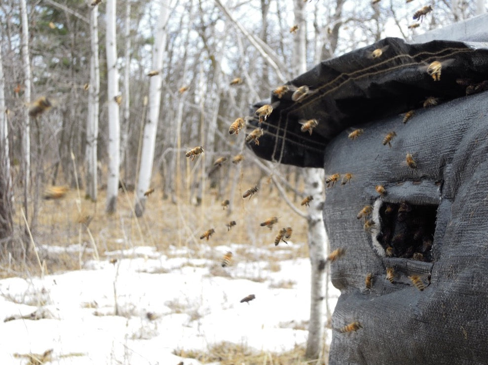 Bees flying near hive entrance excited for spring to begin.