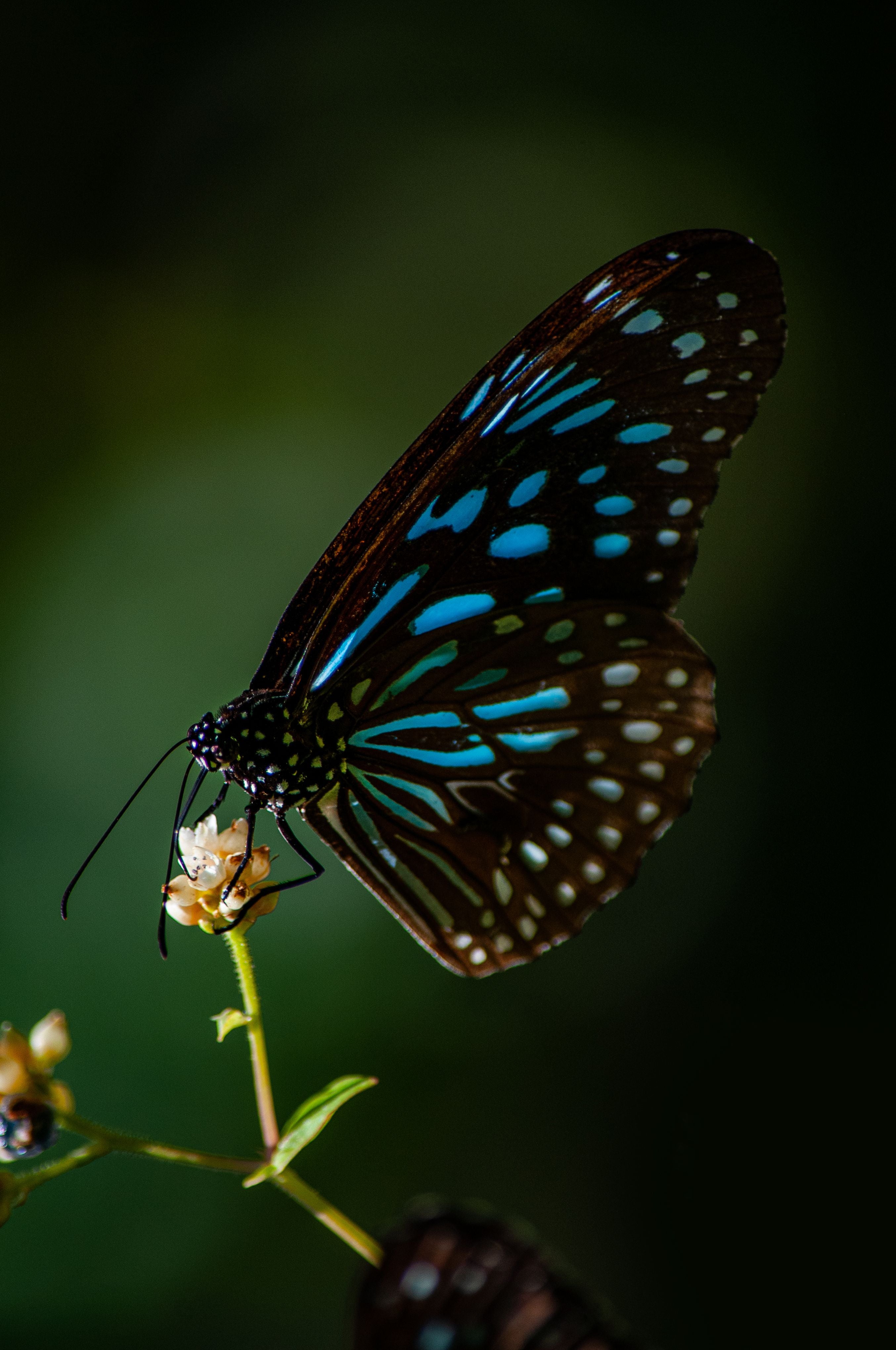 blue butterfly