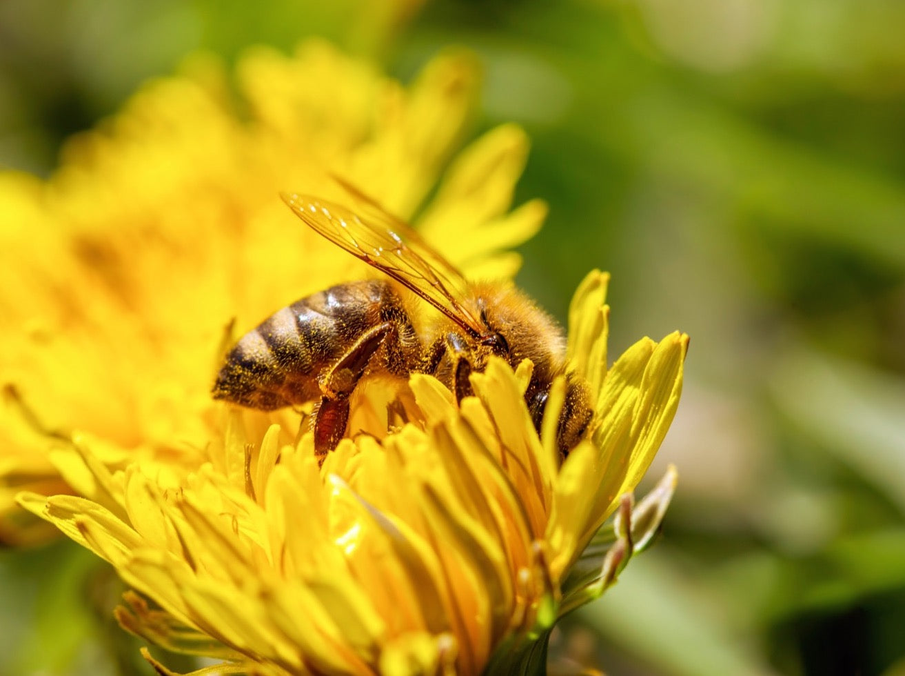 Close up shot of honeybee working on dandelion flower, covered in pollen.