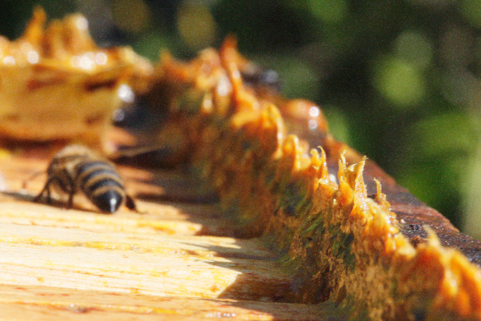propolis on hive with bee nearby