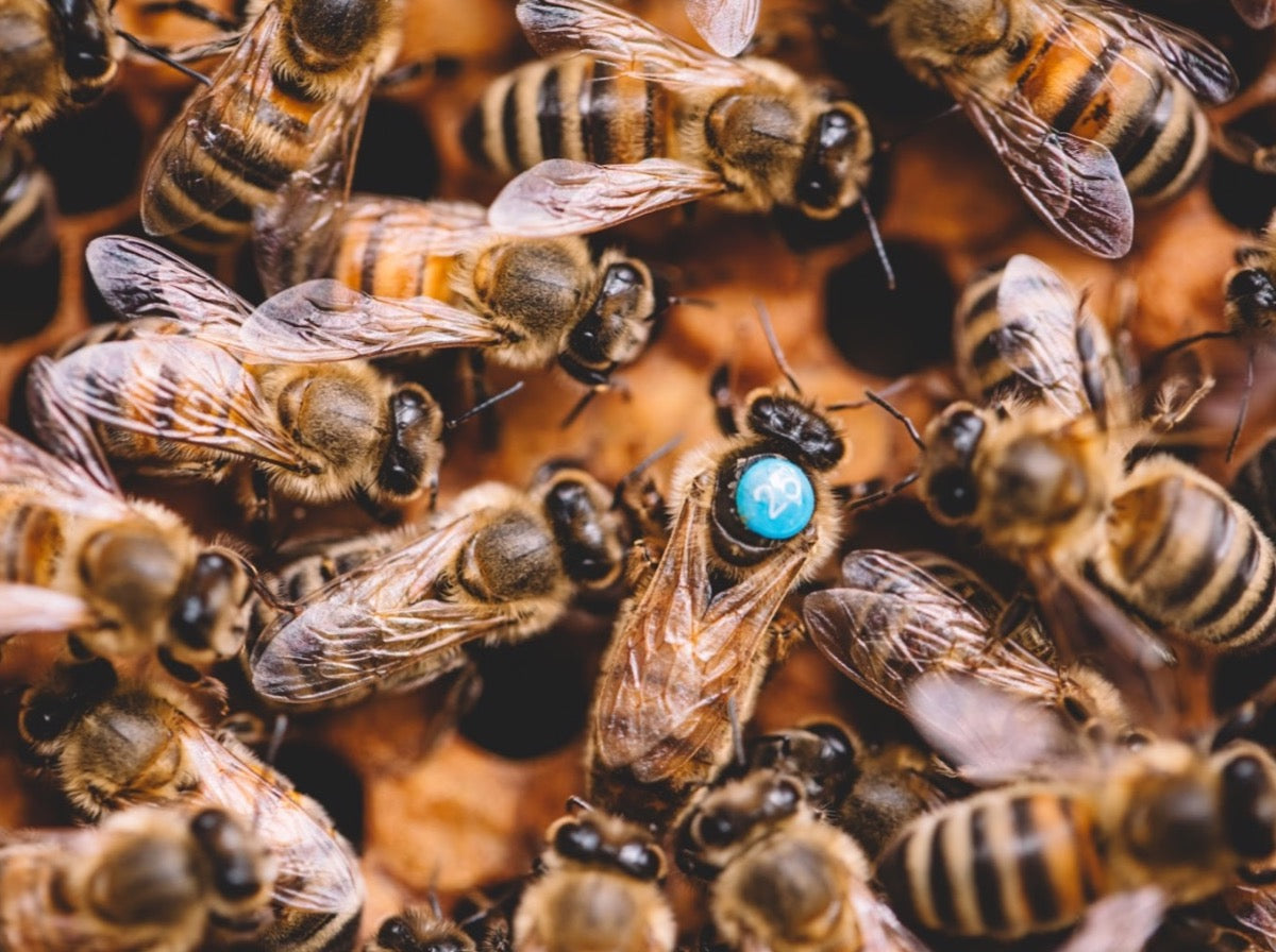 Tagged queen bee surrounded by workers bees on honeycomb.