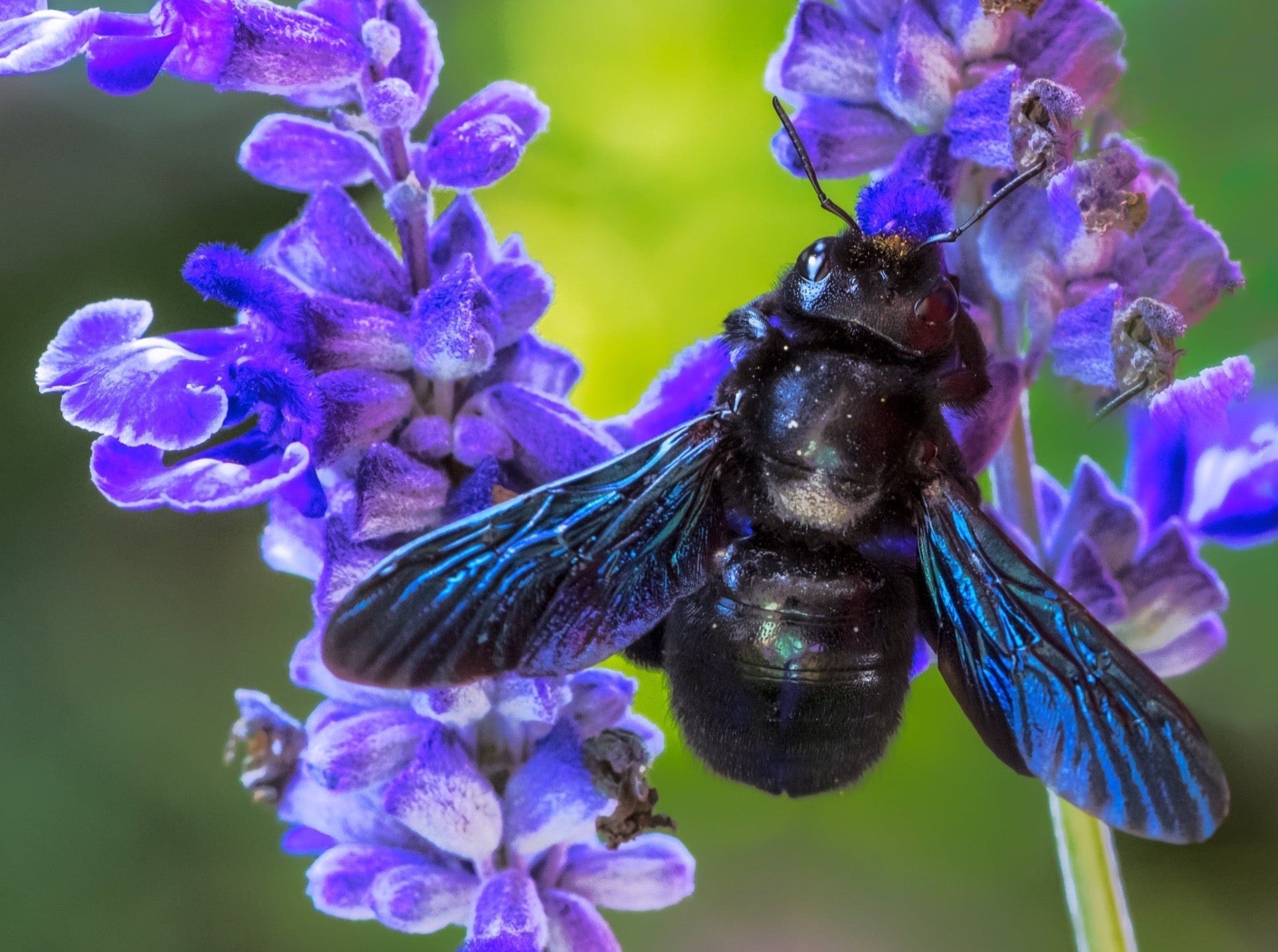 violet carpenter bee