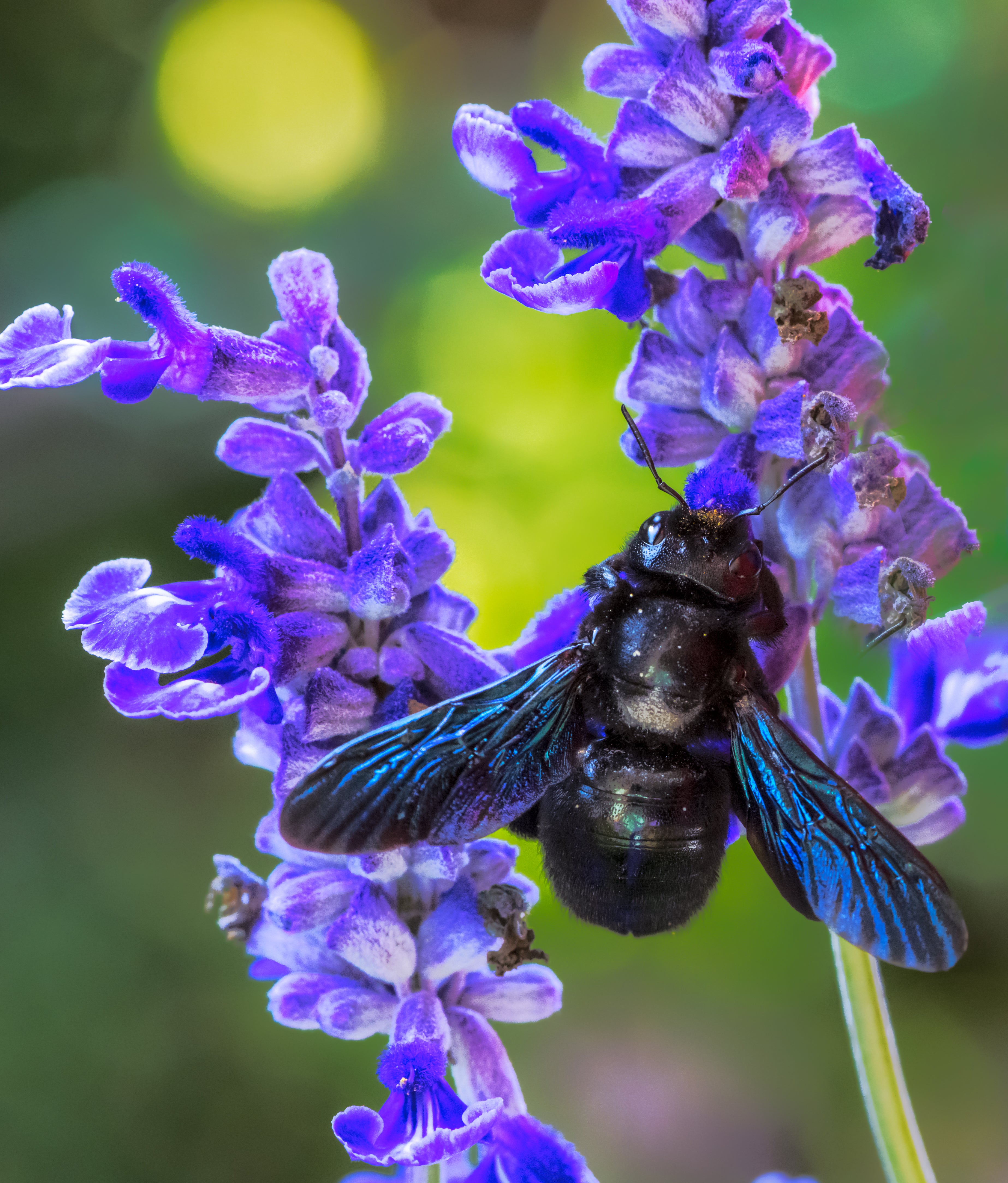 violent carpenter foraging