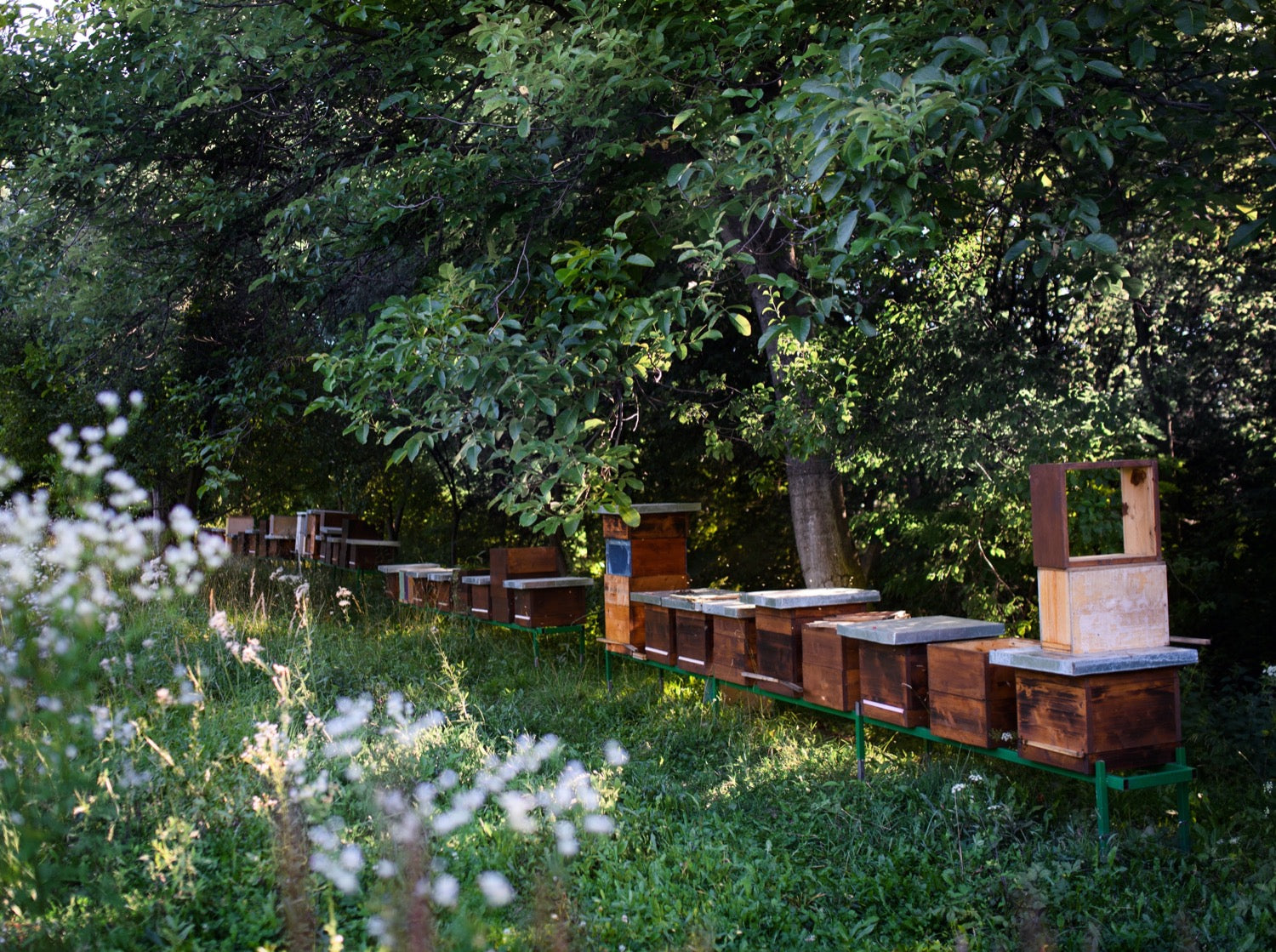 Wooden beehives under trees in an apiary.