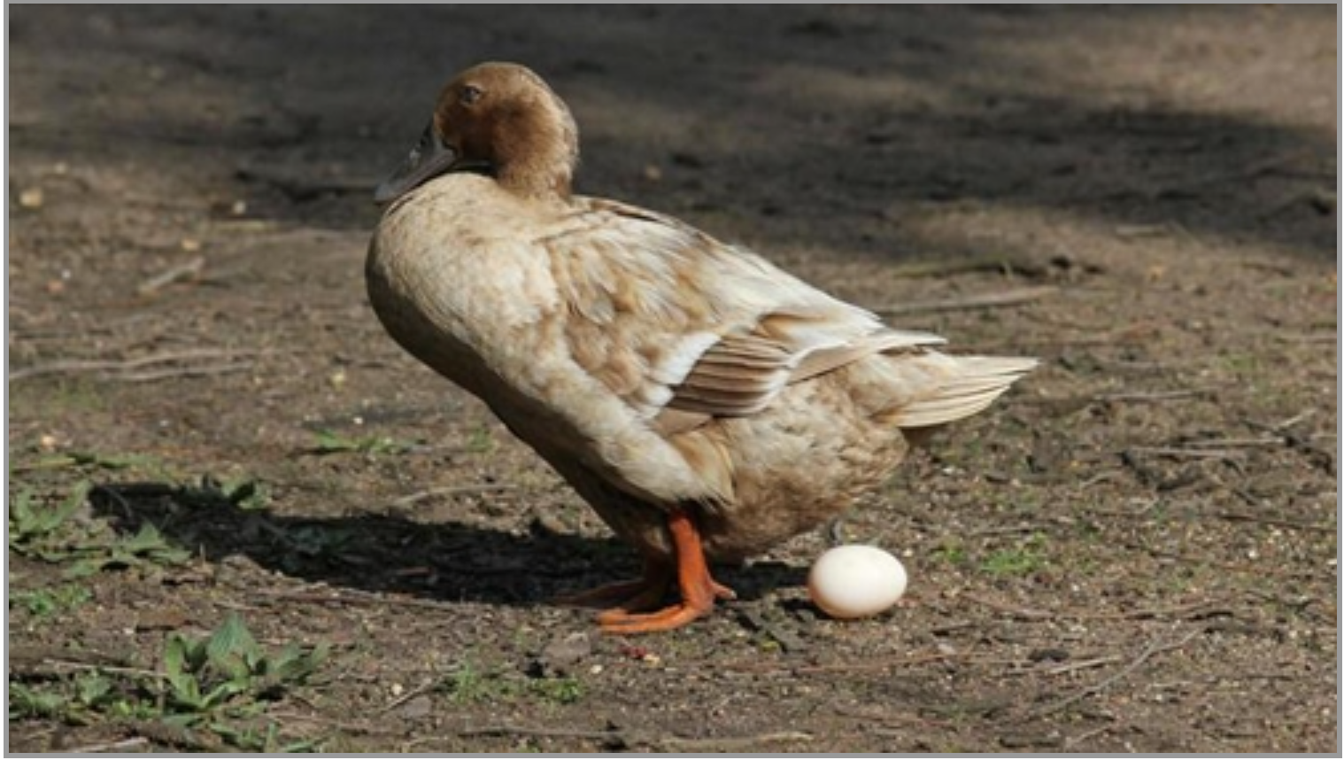 Maximizing Duck & Goose Egg Production, Buy Duck Eggs Online