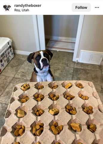 Pulp Tray for dog treat storage