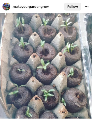 Pulp Carton to hold Seedlings