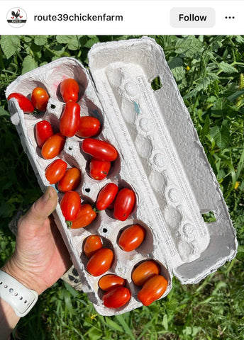 Tomato Storage for Gardening