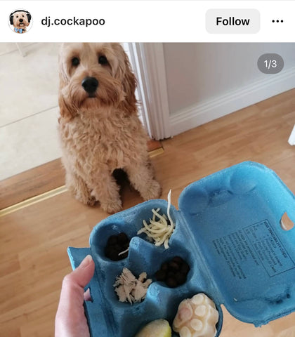 6-Cell Container for storing Dog Treats