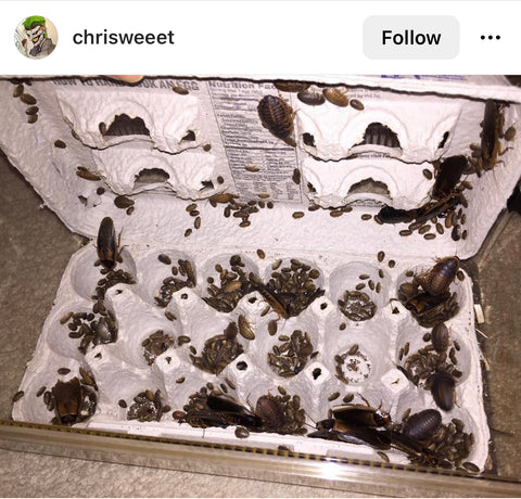 Roach Storage using 12-Egg Pulp Cartons